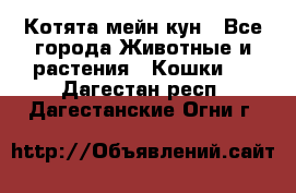 Котята мейн кун - Все города Животные и растения » Кошки   . Дагестан респ.,Дагестанские Огни г.